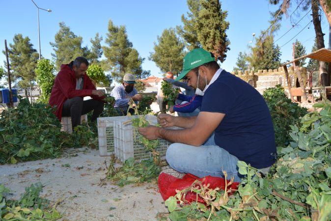 Foto Haber...İslahiye'de Bezelye Hasadı Başladı 3