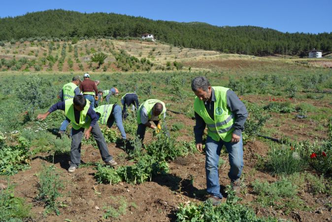 Foto Haber...İslahiye'de Bezelye Hasadı Başladı 4