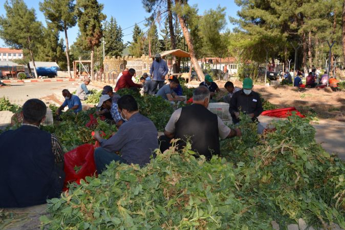 Foto Haber...İslahiye'de Bezelye Hasadı Başladı 5