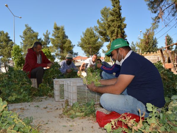 Foto Haber...İslahiye'de Bezelye Hasadı Başladı 6