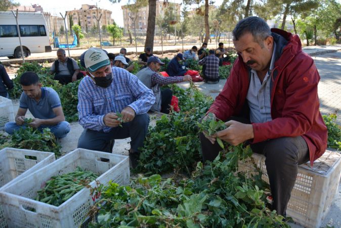 Foto Haber...İslahiye'de Bezelye Hasadı Başladı 7