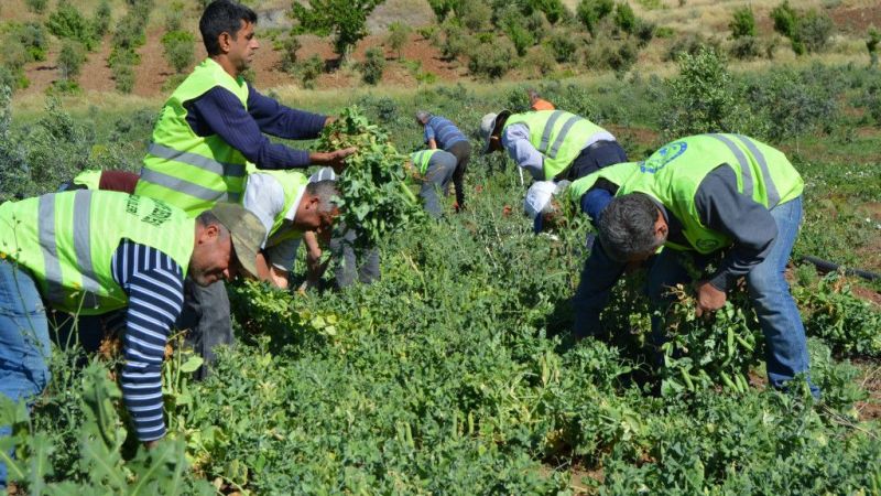 Foto Haber...İslahiye'de Bezelye Hasadı Başladı 14