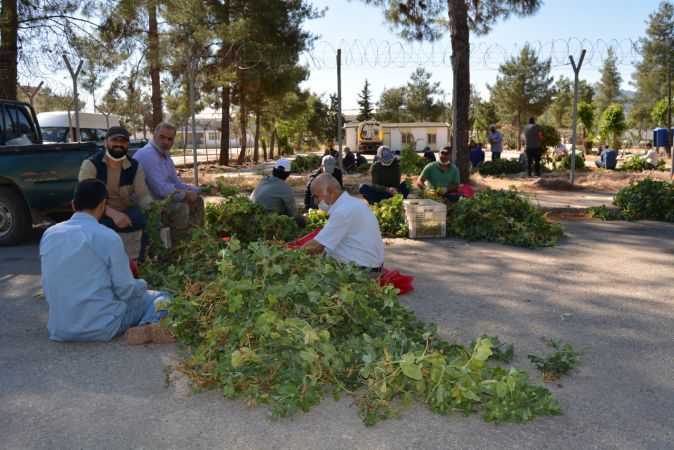Foto Haber...İslahiye'de Bezelye Hasadı Başladı 8