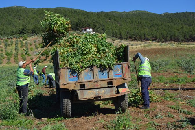 Foto Haber...İslahiye'de Bezelye Hasadı Başladı 11