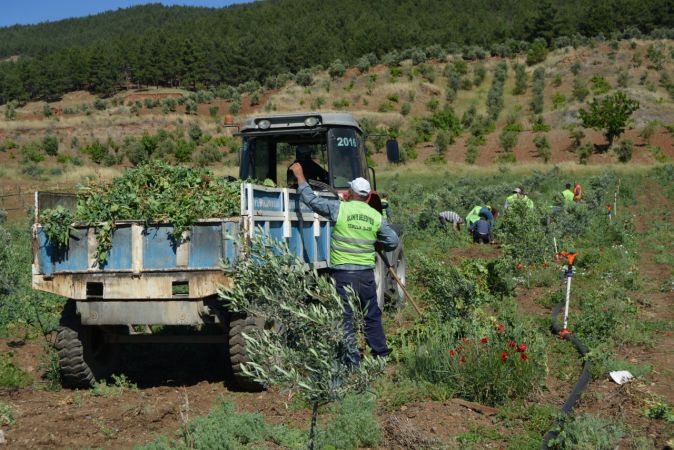 Foto Haber...İslahiye'de Bezelye Hasadı Başladı 13
