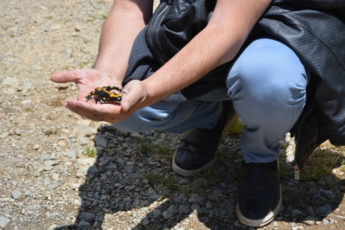 "Sarı benekli semender" görüldü 1