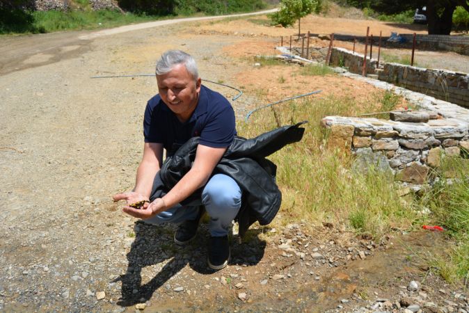 "Sarı benekli semender" görüldü 3