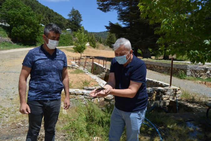 "Sarı benekli semender" görüldü 5