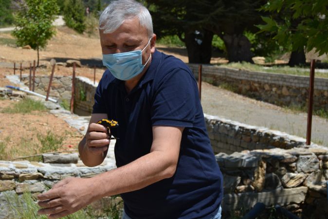 "Sarı benekli semender" görüldü 8
