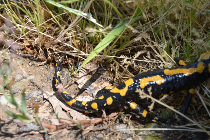"Sarı benekli semender" görüldü 9