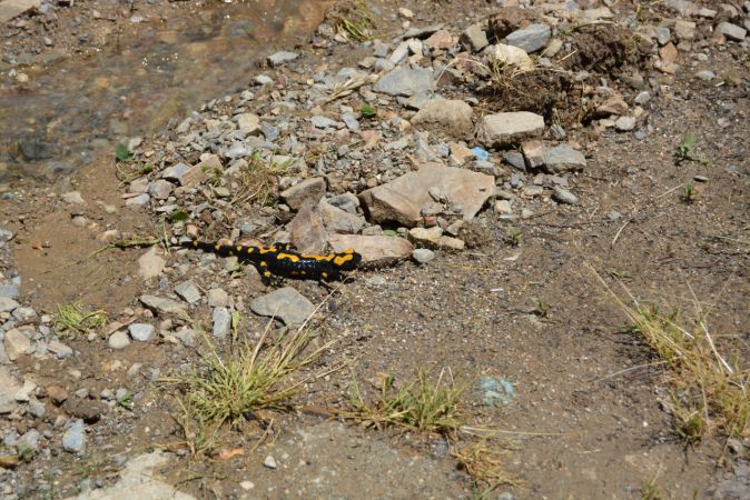 "Sarı benekli semender" görüldü 10