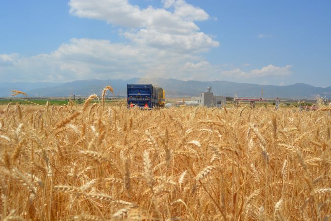 Hububat hasadına başlandı 4