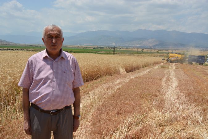 Hububat hasadına başlandı 6