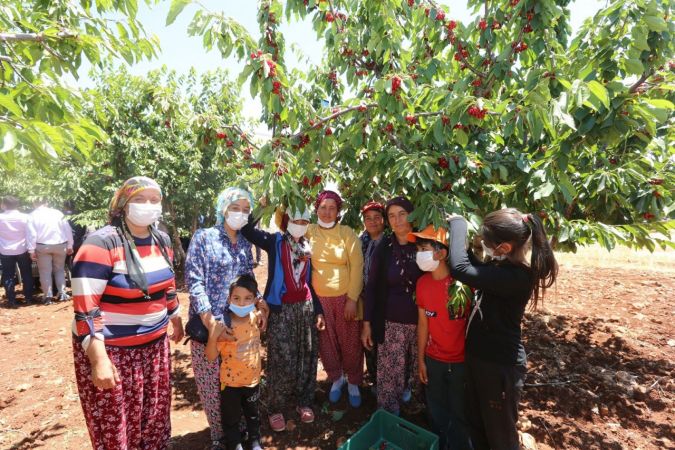 Büyükşehirden kiraz üreticilerine destek 1