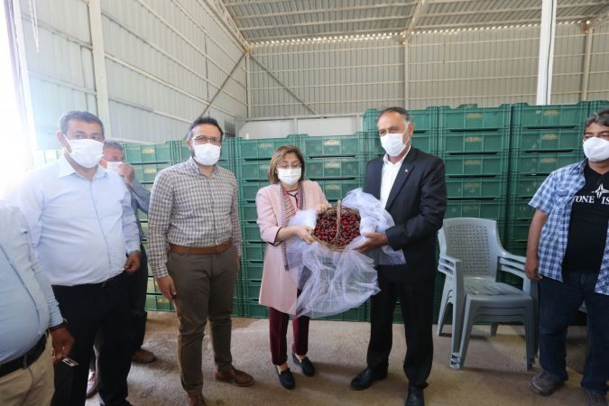 Büyükşehirden kiraz üreticilerine destek 4