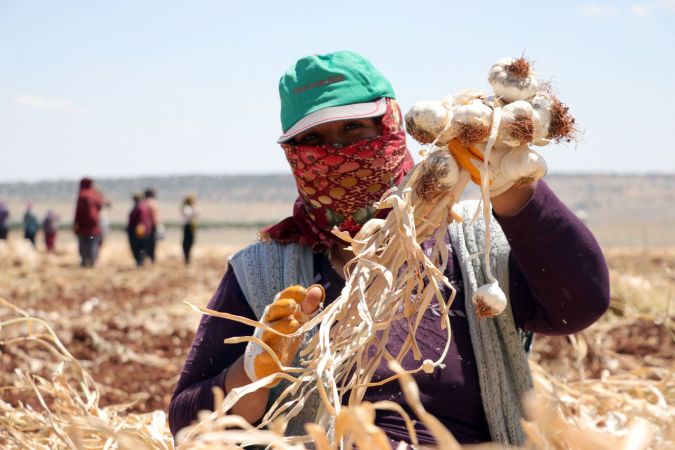 Araban sarımsağında bu yıl 45 bin ton rekolte hedefleniyor 2
