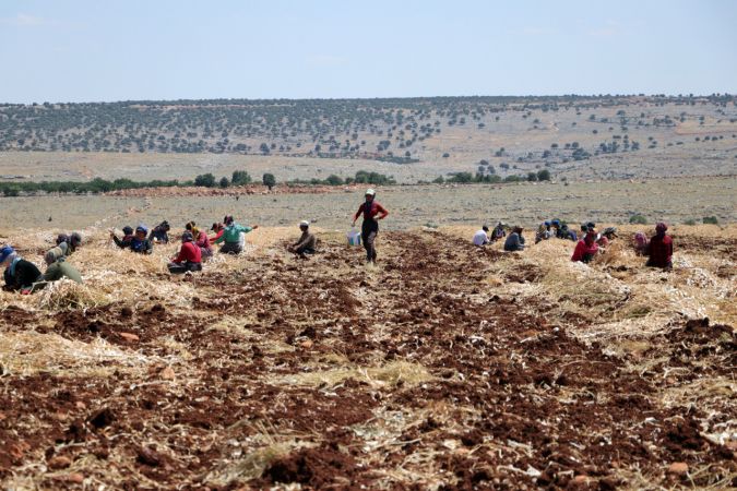Araban sarımsağında bu yıl 45 bin ton rekolte hedefleniyor 3