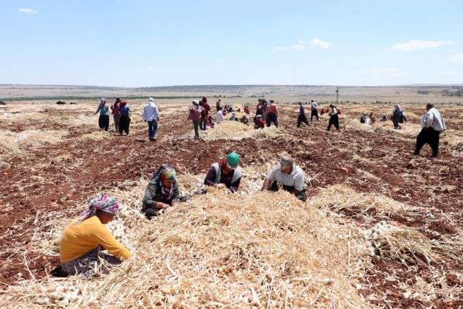 Araban sarımsağında bu yıl 45 bin ton rekolte hedefleniyor 4
