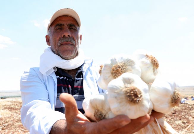 Araban sarımsağında bu yıl 45 bin ton rekolte hedefleniyor 5
