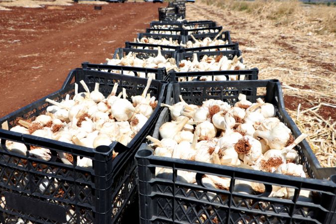 Araban sarımsağında bu yıl 45 bin ton rekolte hedefleniyor 6