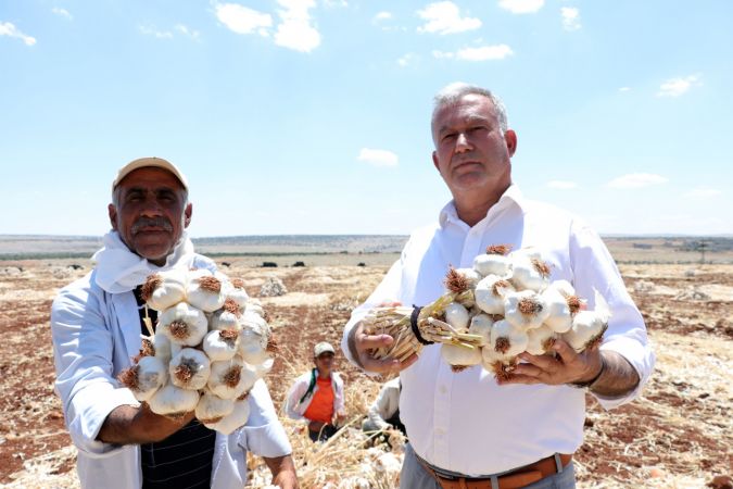 Araban sarımsağında bu yıl 45 bin ton rekolte hedefleniyor 7