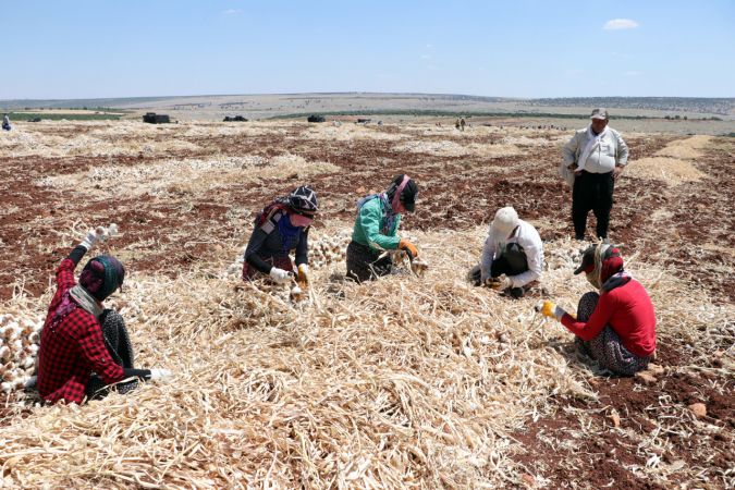 Araban sarımsağında bu yıl 45 bin ton rekolte hedefleniyor 10
