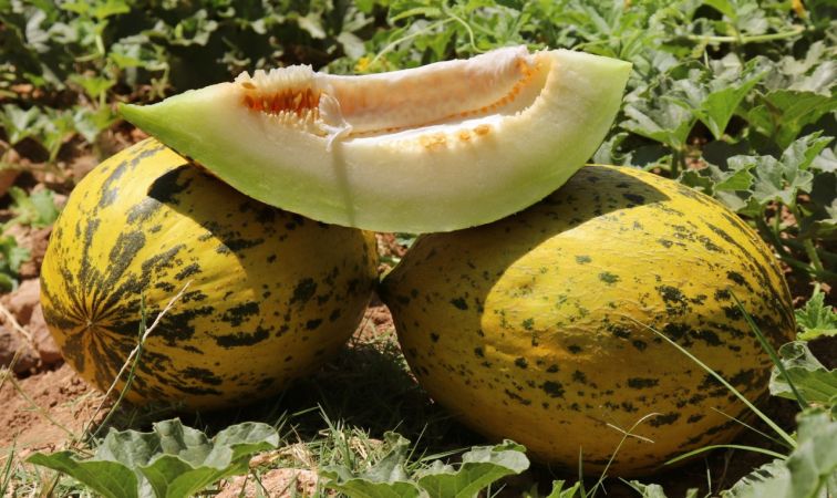 Mevsimin ilk Araban kavunu 25 gün erken yetişti 2