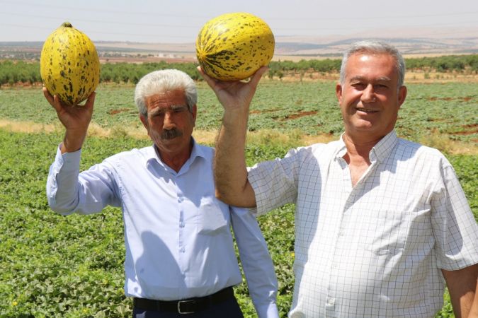 Mevsimin ilk Araban kavunu 25 gün erken yetişti 3