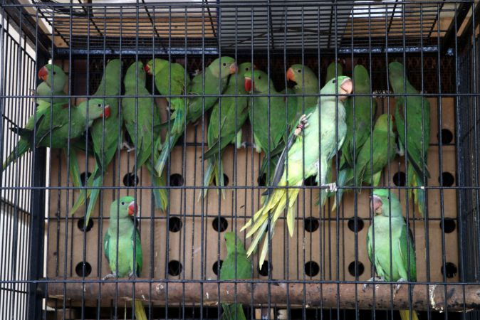 Gaziantep Hayvanat Bahçesi'ne yeni üyeler geldi 2