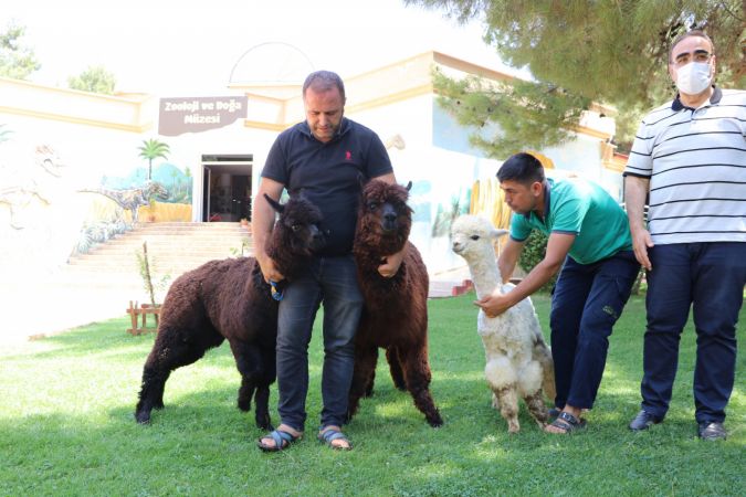 Gaziantep Hayvanat Bahçesi'ne yeni üyeler geldi 3
