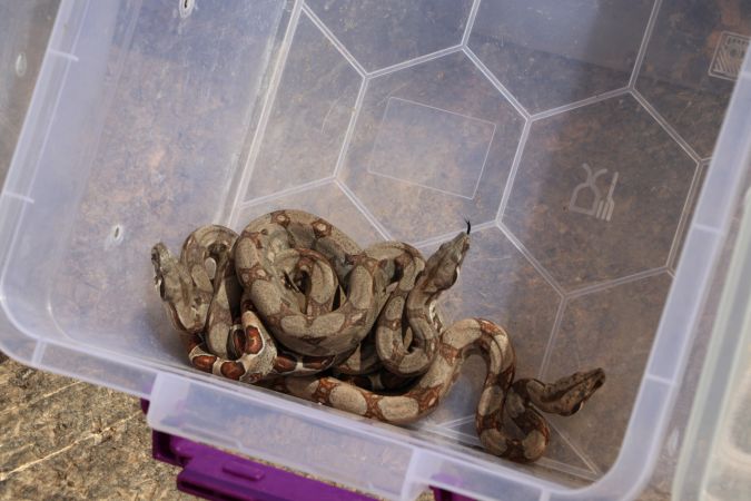 Gaziantep Hayvanat Bahçesi'ne yeni üyeler geldi 6