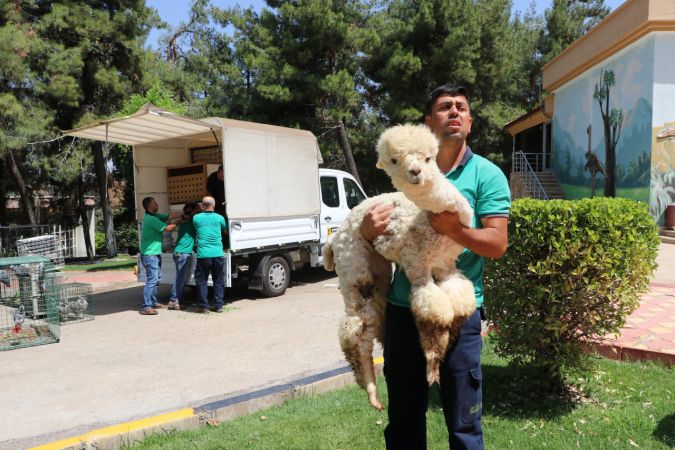 Gaziantep Hayvanat Bahçesi'ne yeni üyeler geldi 10