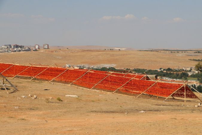 Yılın ilk kurutmalıkları güneşe bırakıldı 9