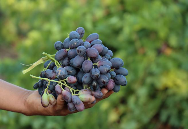"Horoz karası" üzümü kuraklığa rağmen verimiyle üreticisini sevindirdi 1