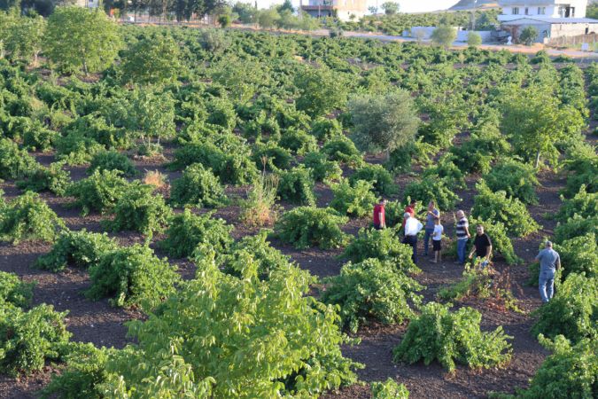 "Horoz karası" üzümü kuraklığa rağmen verimiyle üreticisini sevindirdi 3