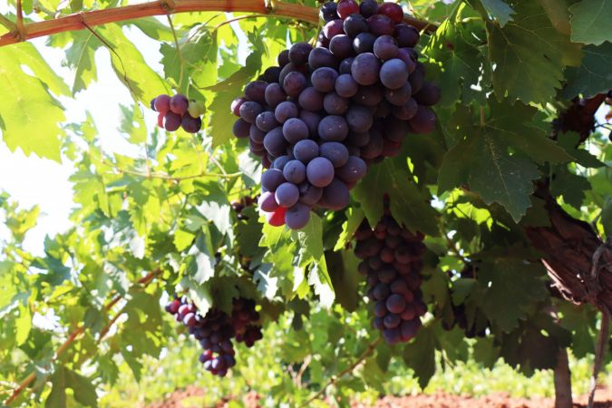 "Horoz karası" üzümü kuraklığa rağmen verimiyle üreticisini sevindirdi 4