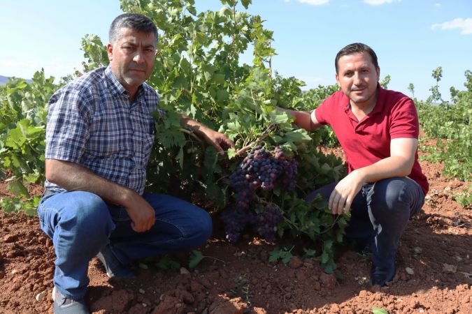 "Horoz karası" üzümü kuraklığa rağmen verimiyle üreticisini sevindirdi 6