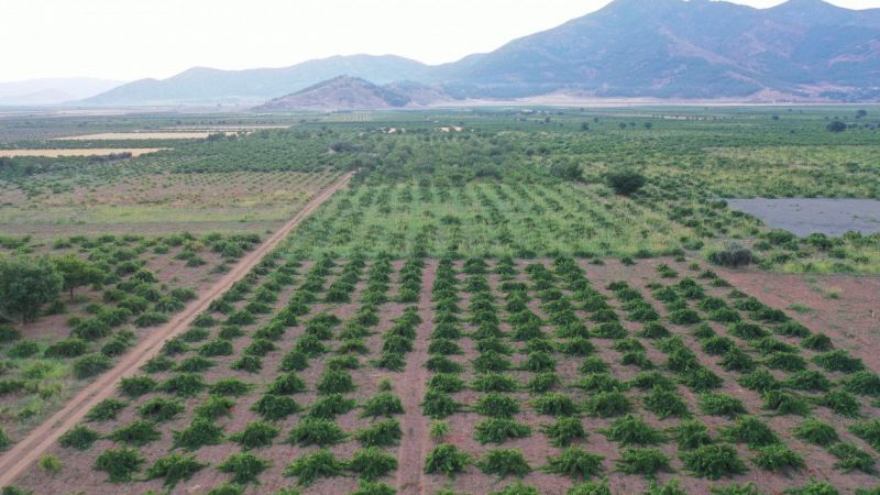 Foto Haber: İslahiye Ovası'nda üzüm hasadı başladı 2