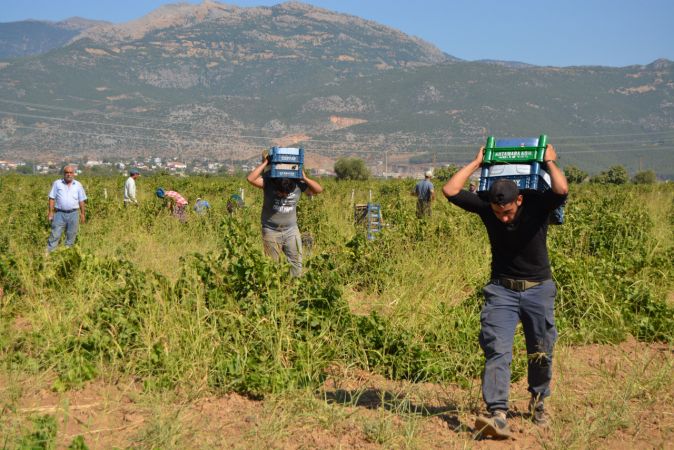 Foto Haber: İslahiye Ovası'nda üzüm hasadı başladı 4