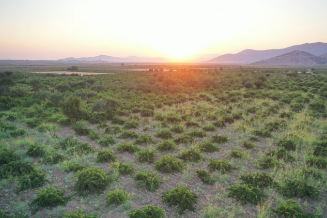Foto Haber: İslahiye Ovası'nda üzüm hasadı başladı 1