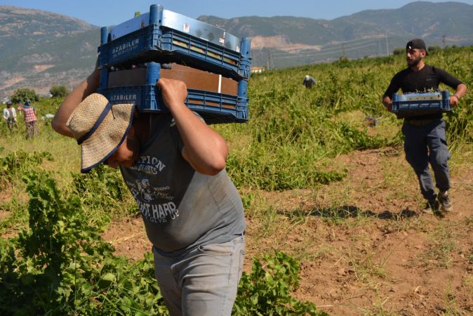 Foto Haber: İslahiye Ovası'nda üzüm hasadı başladı 10