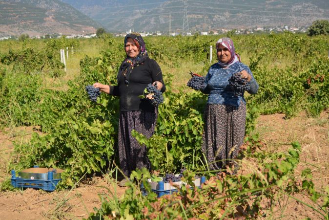 Foto Haber: İslahiye Ovası'nda üzüm hasadı başladı 11