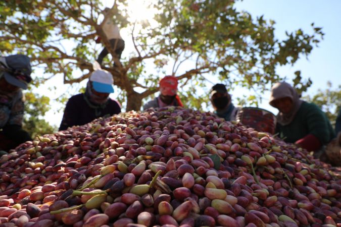 Foto Haber: Gaziantepli üreticilerin "kırmızı kabuklu" fıstık mesaisi sürüyor 4
