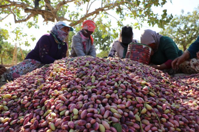 Foto Haber: Gaziantepli üreticilerin "kırmızı kabuklu" fıstık mesaisi sürüyor 5