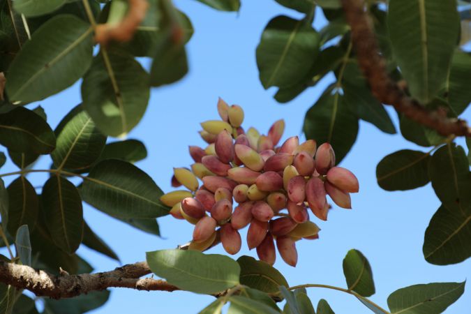 Foto Haber: Gaziantepli üreticilerin "kırmızı kabuklu" fıstık mesaisi sürüyor 7