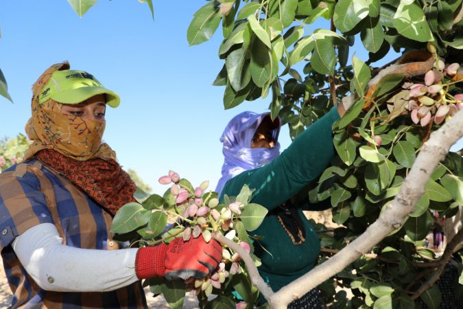 Foto Haber: Gaziantepli üreticilerin "kırmızı kabuklu" fıstık mesaisi sürüyor 8