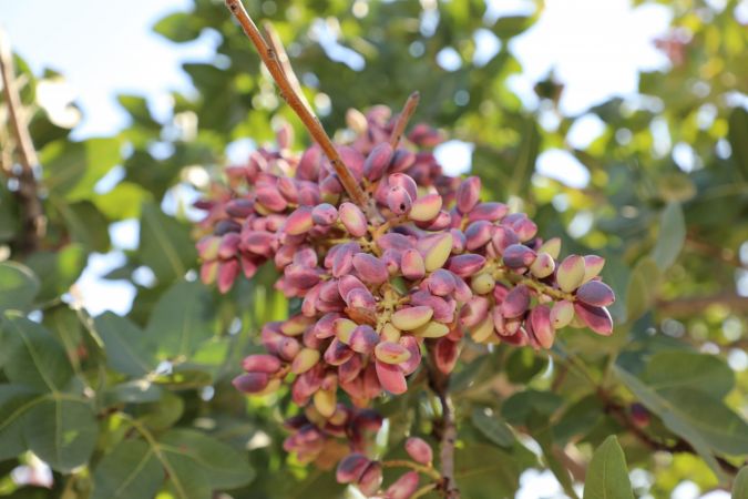 Foto Haber: Gaziantepli üreticilerin "kırmızı kabuklu" fıstık mesaisi sürüyor 9