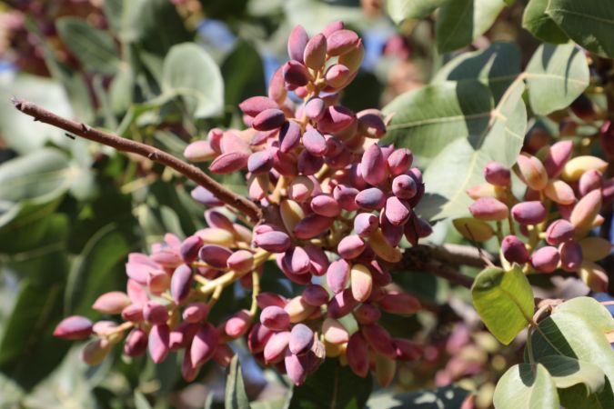 Foto Haber: Gaziantepli üreticilerin "kırmızı kabuklu" fıstık mesaisi sürüyor 13