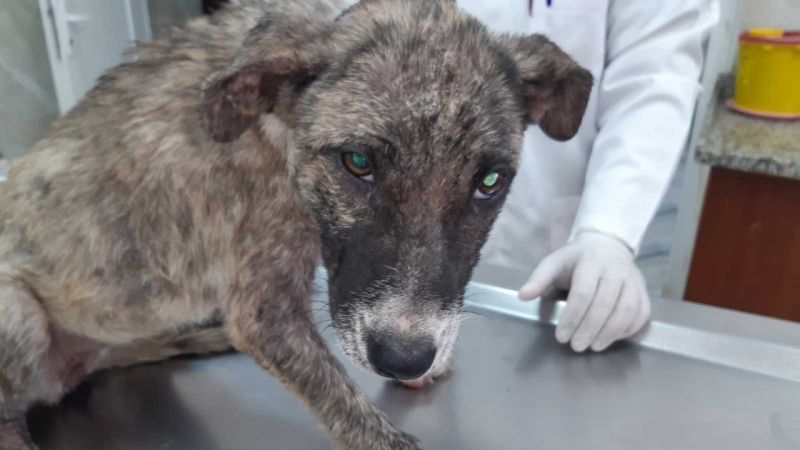 Gaziantep'te naylon ip köpeğin boynunu kesti 2