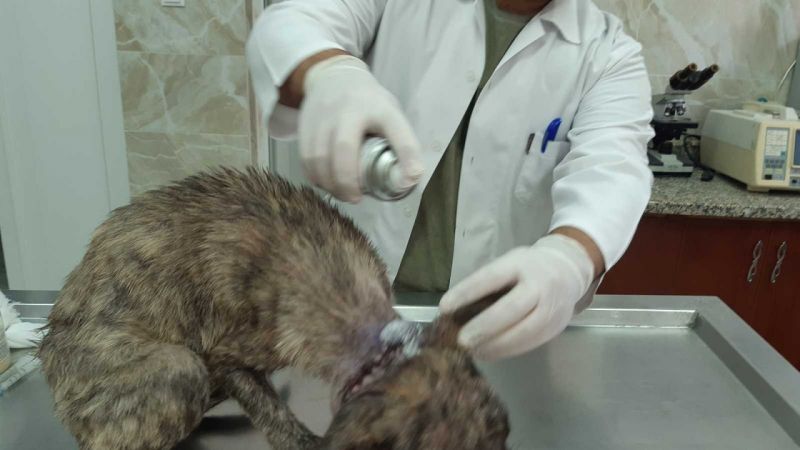 Gaziantep'te naylon ip köpeğin boynunu kesti 3